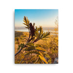 Nature Photography by Maxwell Alexander – Canvas Photo Print